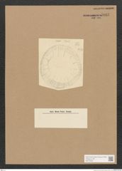 Diatomeae indet. Zeichnungen Sammlung Grunow Nr. 5063 (NHMW-BOT-W0373329)